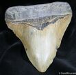 Inch Megalodon Tooth - North Carolina #1163-1